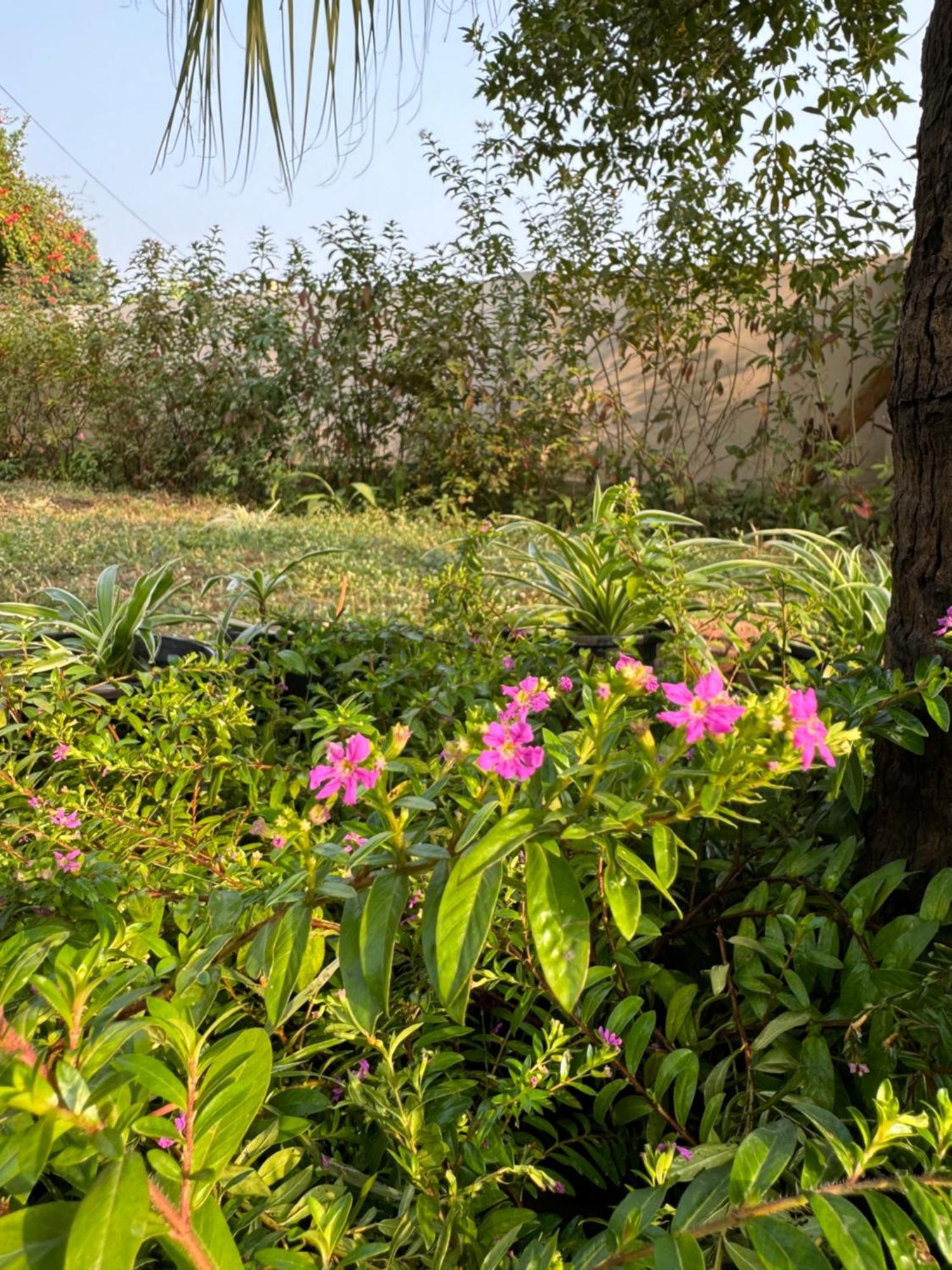 The Bougainvillea Cottage Farmstay Near Dehradun , 2 Bedroom Private Cottage Next To Fields And Orchards With Hill Views المظهر الخارجي الصورة